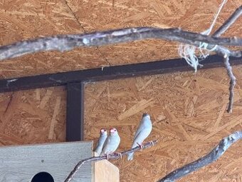 Prodám rýžovníky šedé - přírodní