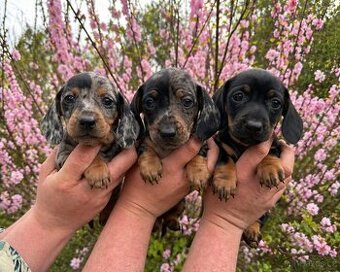 Jezevčík hladkosrstý trpasličí