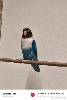 Agapornis škraboškový