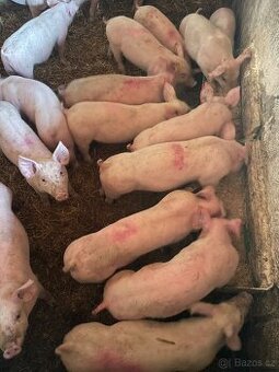 Prodám MASNÁ selata- NEJLEVNĚJŠÍ CENA NA TRHU