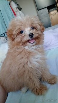 Maltipoo mini.