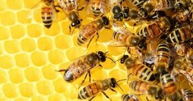Včelstvo, včely - 1
