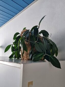 Hoya(Voskovka)