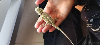 Agama