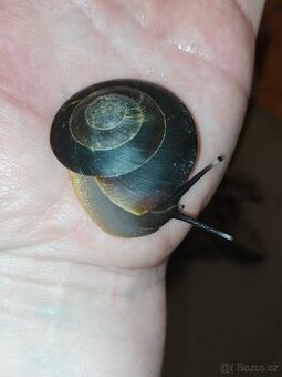 Pleurodonte excellens - 1