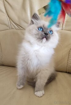 Ragdoll