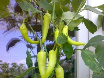 Nepálivá sladká červená paprika "kozí roh" Sora - dvojice