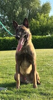 Belgický ovčák s PP malinois
