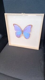 Obrázek s motýlem Morpho didius