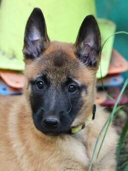 Belgický ovčák - Malinois - fenky s PP