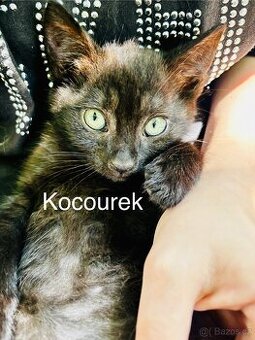 Koťata kočky evropské