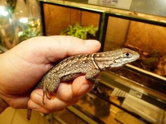Leguán trnitý (Oplurus cyclurus)