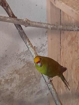 Kakariki