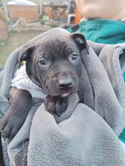 Americký pitbull teriér