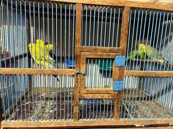 Prodám letošní andulky