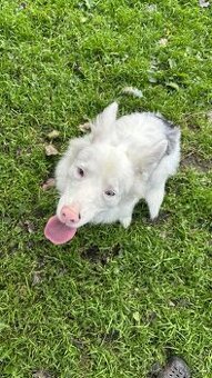 Border kolie, Border colie