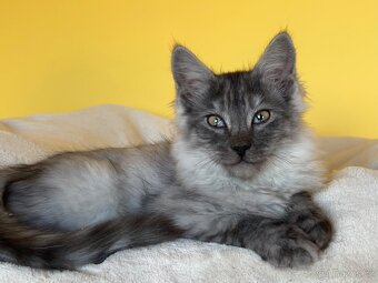 Mainská mývalí křížená koťátka