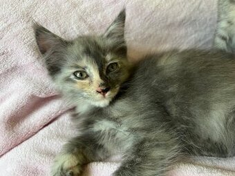 Mainská mývalí křížená koťátka