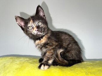 Mainská mývalí křížená koťátka