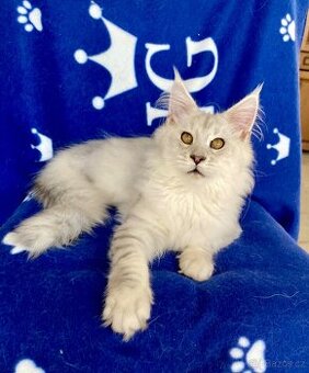 Mainská mývalí kočička s PP