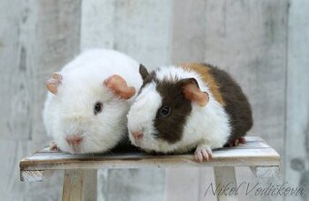 Morčátka US Teddy s PP