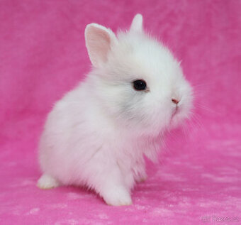 Zakrslý krátkouchý králíček lvíček s VP .