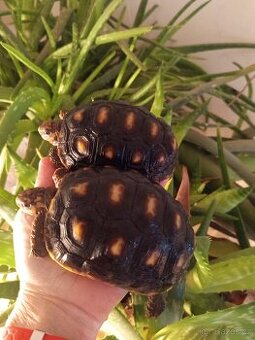 Želva uhlířská, dvě roční želvičky