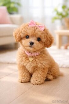 Pudl toy - fenka s PP