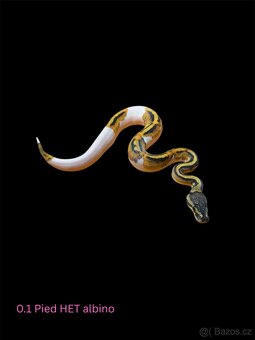 Krajta královská - poslední 2 miminka