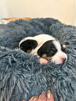 Štěňata typu Jack Russell
