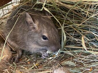 Osmák degu - 2 mláďata - samci (2 měsíce)