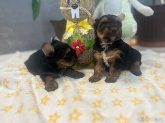 Jorkšírský teriér