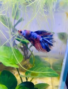 Betta bojovnice