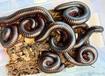 Archispirostreptus gigas