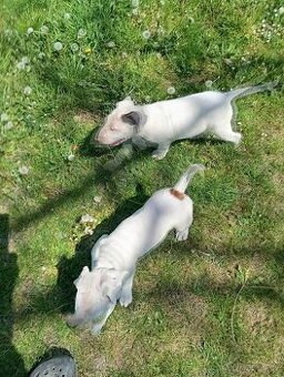 Bullterrier