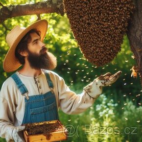 Odchytím Roj včel, včelí Odchyt včelích rojů včely