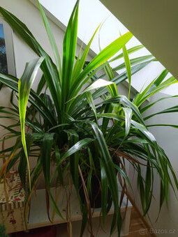Pandán, Pandanus veitchii