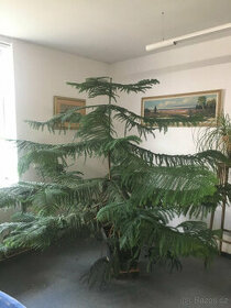 ARAUCARIA HETEROPHYLLA