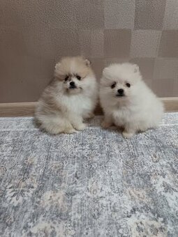 Pomeranian