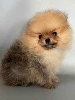 Pomeranian Boo