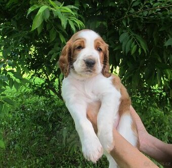 Welsh Springer Španiel - 1