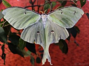 Actias luna