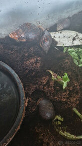 Prodám šneky Achatina skvrnitá - různé velikosti