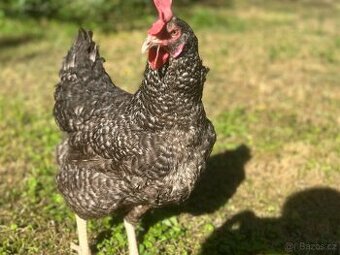 Prodej slepiček Žatec, Čeraděce, Libědice, Račetice