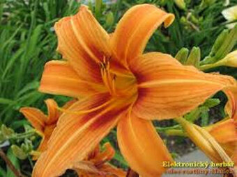 Denivka oranžová, sazenice