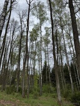 Prodám lesní pozemek v k.ú. Bednáreček