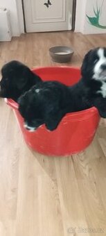 Bernský salašnický pes štěňata bez PP