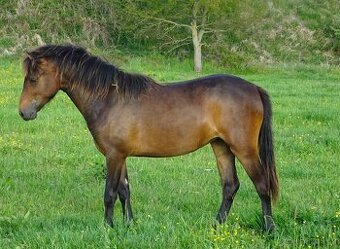 Prodám klisnu WPBr s PP,