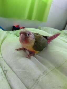 Pyrura pineapple-ochočený papoušek