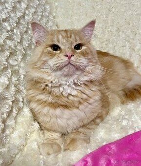 Koťátka sibiřské kočky s PP